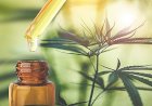 Comissão de Direitos Humanos debate uso medicinal da Cannabis