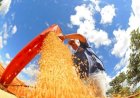 MS desponta no agronegócio nacional com alta na renda agropecuária e na busca por crédito rural