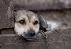Crimes de maus-tratos a animais em MS podem ser denunciados pela Delegacia Virtual