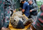 Após ataque atípico e captura no Pantanal, onça-pintada chega ao CRAS e passa por exames