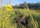 Motorista embriagado atropela e mata trabalhador em Laguna Carapã