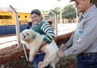 Prefeitura segue com vacinação antirrábica na área rural nesta semana; veja pontos