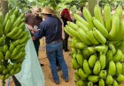 Tecnofam: o professor que plantou banana para dar errado e virou vitrine da agricultura familiar