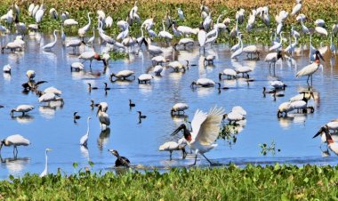 Em seis meses, choveu mais que o esperado para o ano todo na região do Pantanal