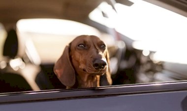 O que diz a lei sobre animais domésticos em automóveis?