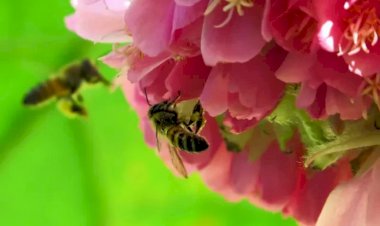 Ibama proíbe pulverização aérea de agrotóxico letal a abelhas, o tiametoxam