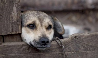 Crimes de maus-tratos a animais em MS podem ser denunciados pela Delegacia Virtual