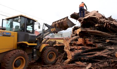 Prefeitura começa remover tronco de seringueira e local da queda será revitalizado