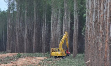 Mato Grosso do Sul atrai investimentos bilionários em celulose