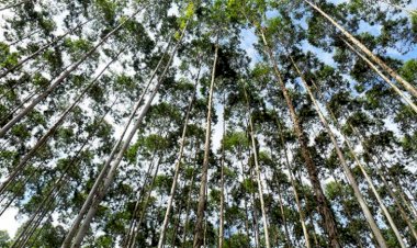 Celulose segue liderando a pauta exportadora de Mato Grosso do Sul 