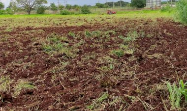Prefeitura apoia produtores da agricultura familiar no cultivo de hortaliças