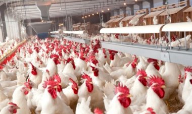 Governo passa a publicar valor real pesquisado do frango para abate e reforça transparência com setor avícola