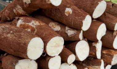 Mandioca é o produto mais comercializado na Ceasa de MS entre os cultivados no Estado