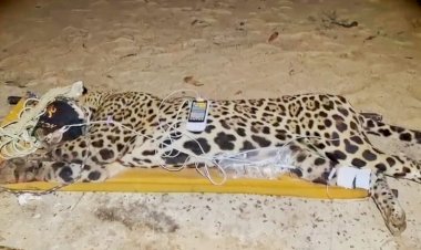 Onça-pintada é capturada pela PMA e será atendida no centro de reabilitação