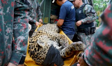 Após ataque atípico e captura no Pantanal, onça-pintada chega ao CRAS e passa por exames