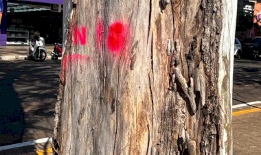 Prefeitura inicia plano de arborização para tornar Dourados mais verde e segura