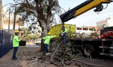 Prefeitura inicia supressão de árvores condenadas e vai plantar o dobro de mudas