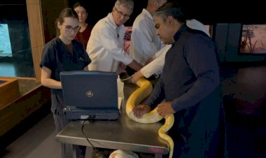 Serpente do Bioparque Pantanal passa por exame de rotina que reforça cuidado com bem-estar animal