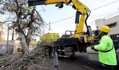 Prefeitura avança na retirada de árvores condenadas e inicia replantio em novembro