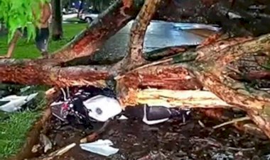 Temporal derruba árvore sobre motociclista e causa estragos em Dourados