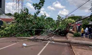 Prefeitura reduz impacto de temporal com supressão de árvores e resposta rápida