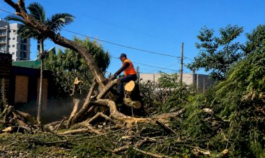 Prefeitura atua com rapidez após fortes chuvas e realiza remoção de árvores