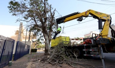 Prefeitura acelera supressão de árvores condenadas e ultrapassa mil mudas plantadas