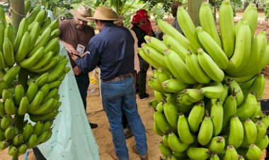 Tecnofam: o professor que plantou banana para dar errado e virou vitrine da agricultura familiar