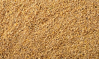 Soja e carne bovina impulsionam superávit de MS