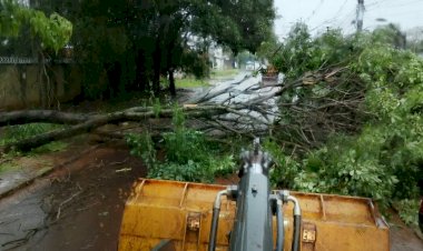 Prefeitura remove árvores após chuva superar metade da média mensal em Dourados