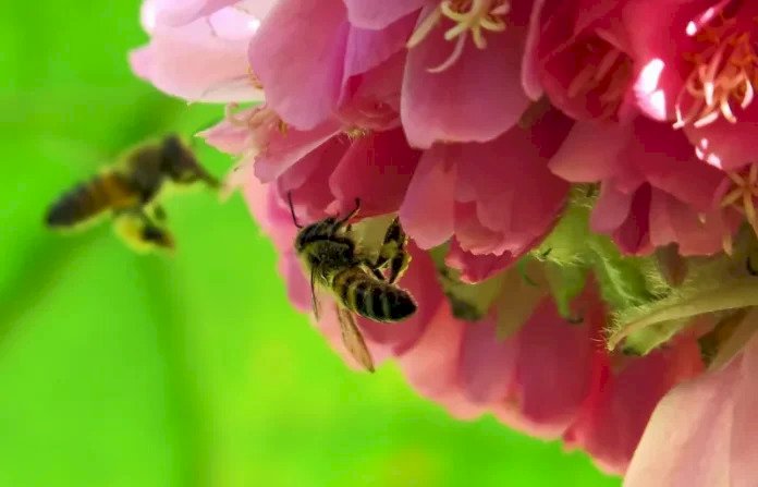 Ibama proíbe pulverização aérea de agrotóxico letal a abelhas, o tiametoxam