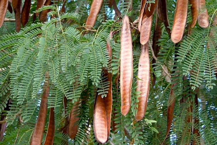 Prefeitura prepara lei para erradicar árvore invasora que prejudica flora em Dourados
