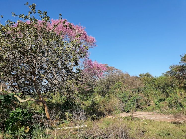 Prefeitura fará pesquisa socioambiental no Parque Natural Municipal do Paragem