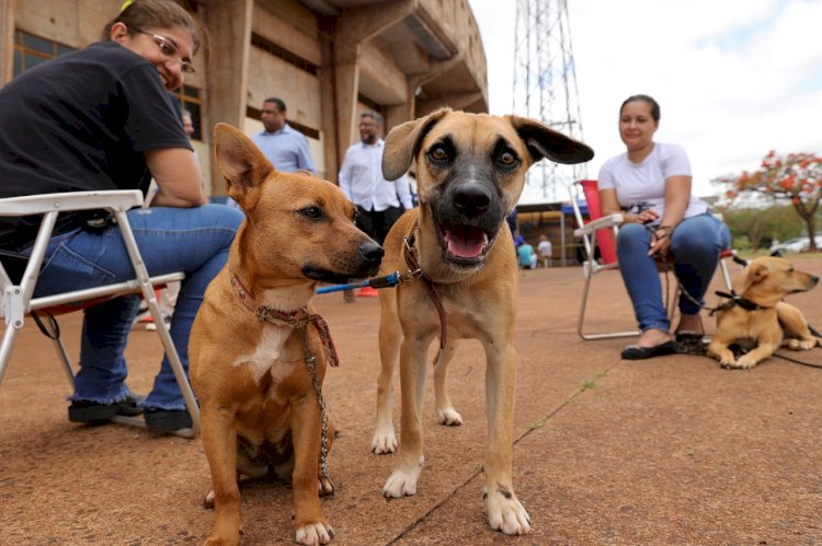 Prefeitura e governo do Estado iniciam castração de 1,6 mil cães e gatos em Dourados