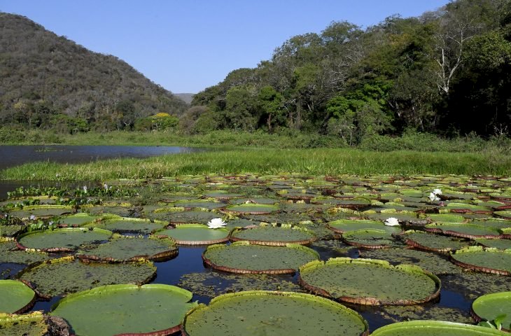 Avanços ao aliar crescimento e preservação referendam MS na COP30, e Estado adere ao ‘selo verde’ europeu