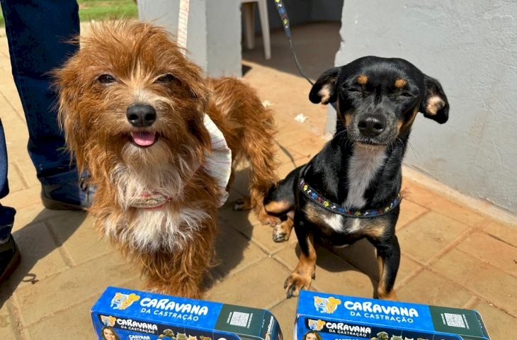 Governo de MS encerra 2025 com mais de 16 mil animais castrados e avanços históricos na proteção da vida animal