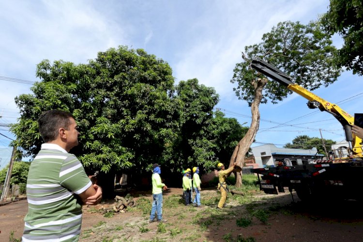 Prefeitura avança com plano de arborização urbana e remoção de árvores condenadas