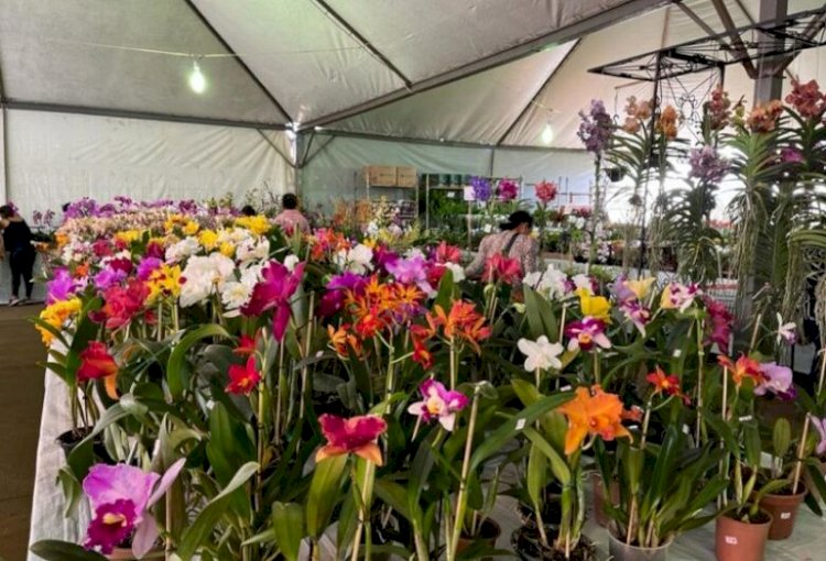 Feira de flores em Dourados acontece de 4 a 8 de março