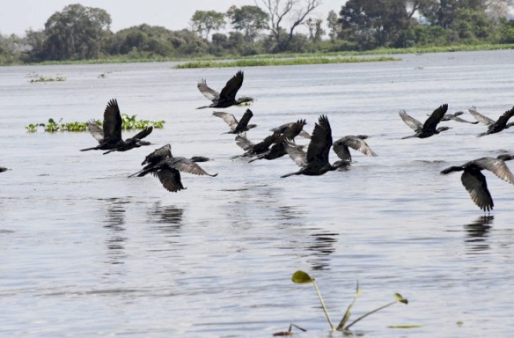 Pantanal coloca MS no centro das discussões globais sobre espécies migratórias