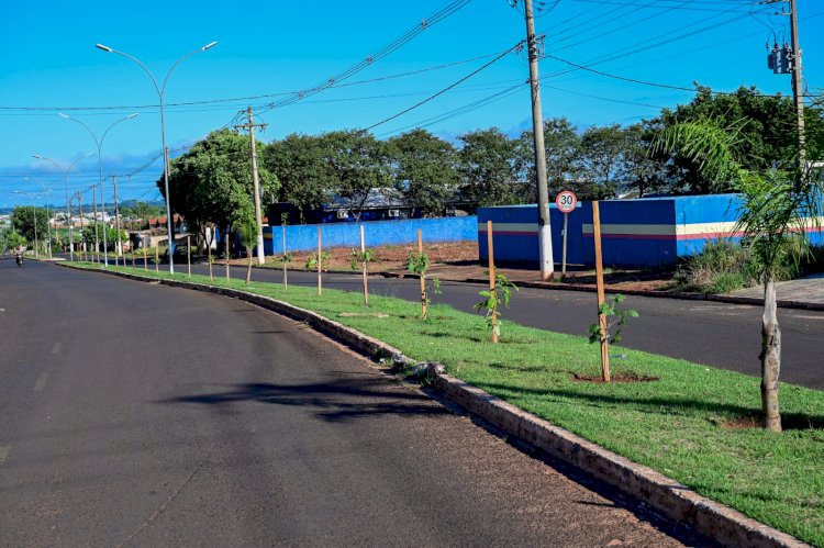 Avenidas de Ivinhema ficará mais arborizadas com novo projeto de plantio de arvores