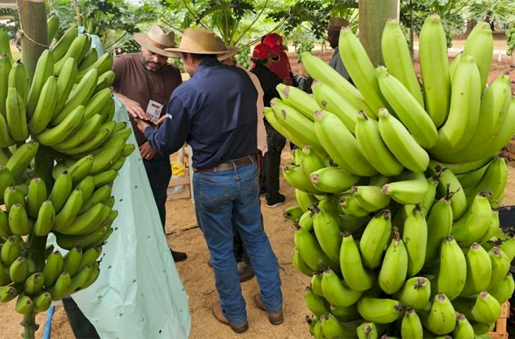 Tecnofam: o professor que plantou banana para dar errado e virou vitrine da agricultura familiar